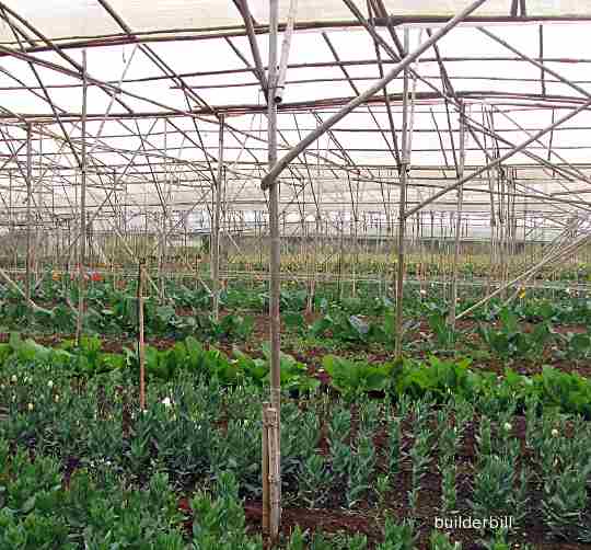 bamboo framing a flower nursery