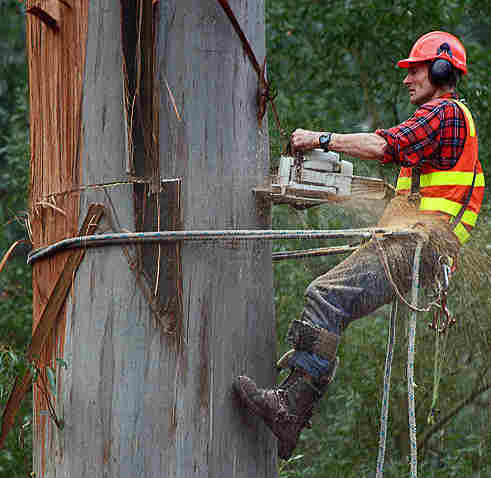 A chainsaw at work