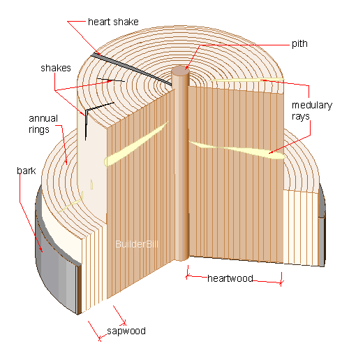 a section  through a tree