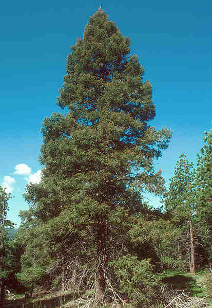 a large douglas fir