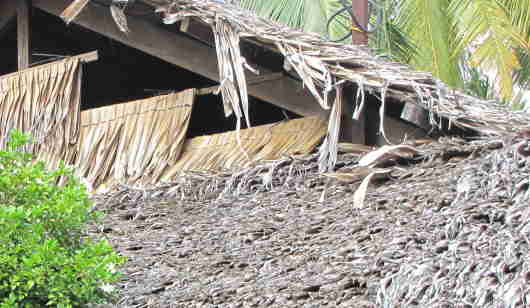 palm frond roof
