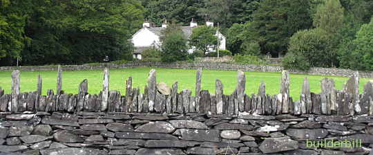 cams on top of a wall in sheep country